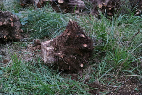 伐採作業開始 伐採作業開始