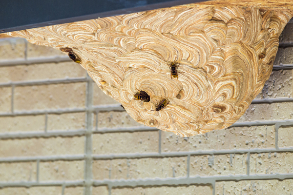 STEP.3 ハチの巣の駆除を開始 STEP.3 ハチの巣の駆除を開始