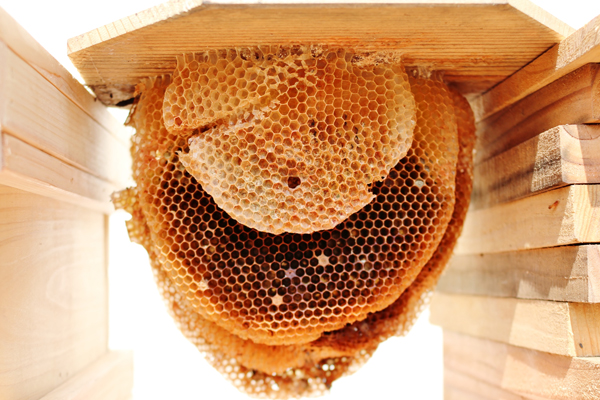 ミツバチの巣 ミツバチの巣