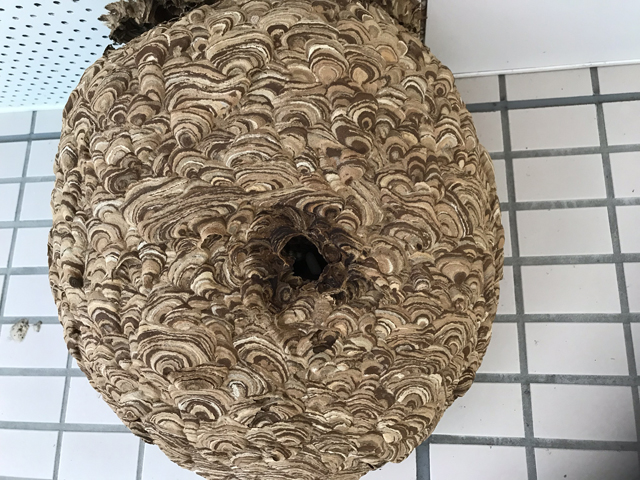 ハチの巣駆除 ハチの巣駆除