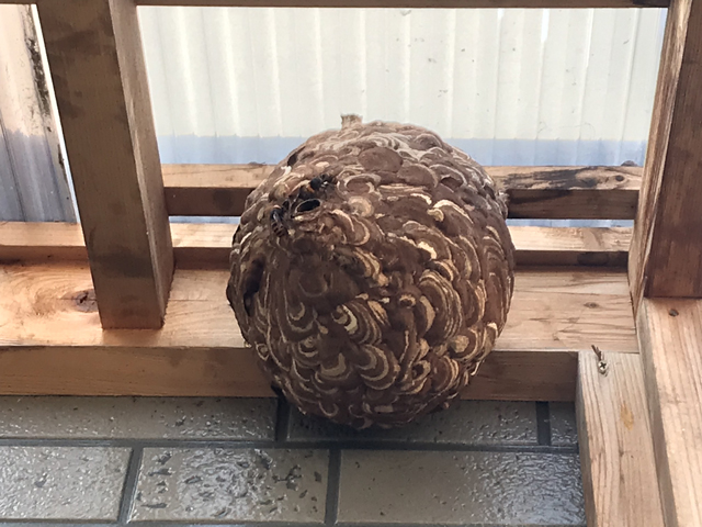 ハチの巣駆除 ハチの巣駆除